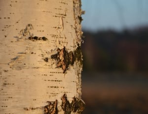 Birch, Tree, Nature, Winter, Forest, weathered, close-up thumbnail