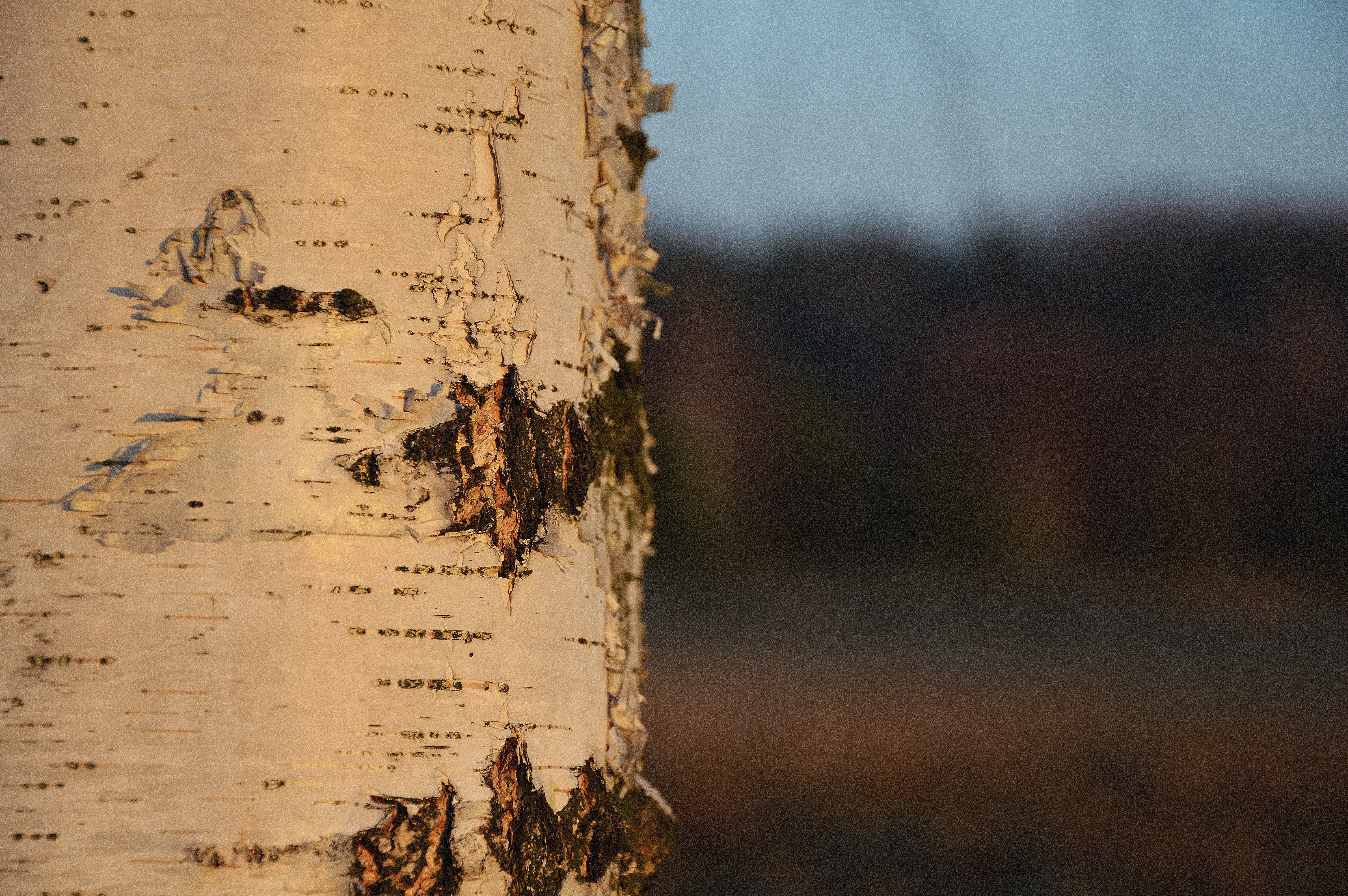 Birch, Tree, Nature, Winter, Forest, weathered, close-up