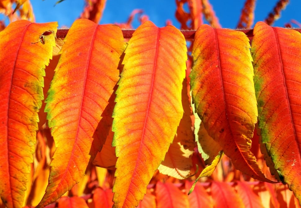 Rhus, Vinegar Tree Leaves, Deciduous, leaf, autumn preview