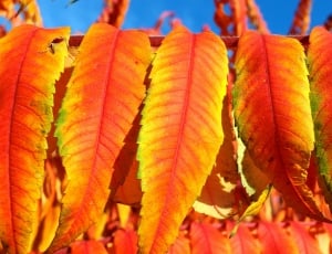 Rhus, Vinegar Tree Leaves, Deciduous, leaf, autumn thumbnail