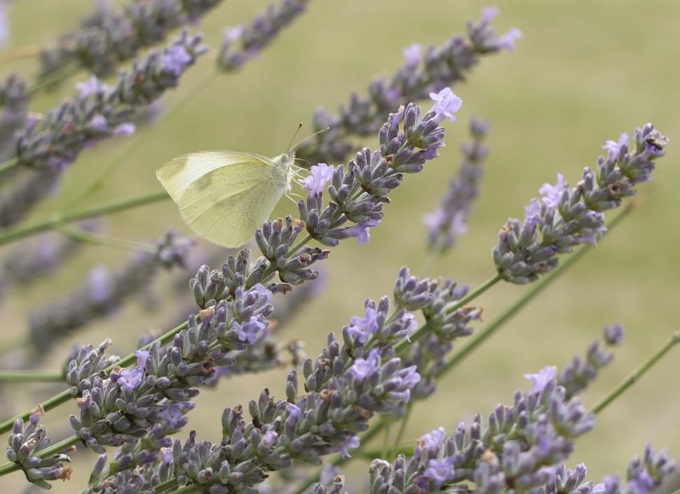 Flowers, Lavender, Pollen, Butterfly, flower, lavender preview