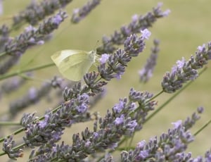 Flowers, Lavender, Pollen, Butterfly, flower, lavender thumbnail