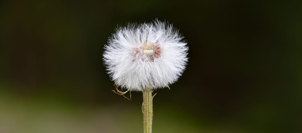 focus photography of dandelion preview