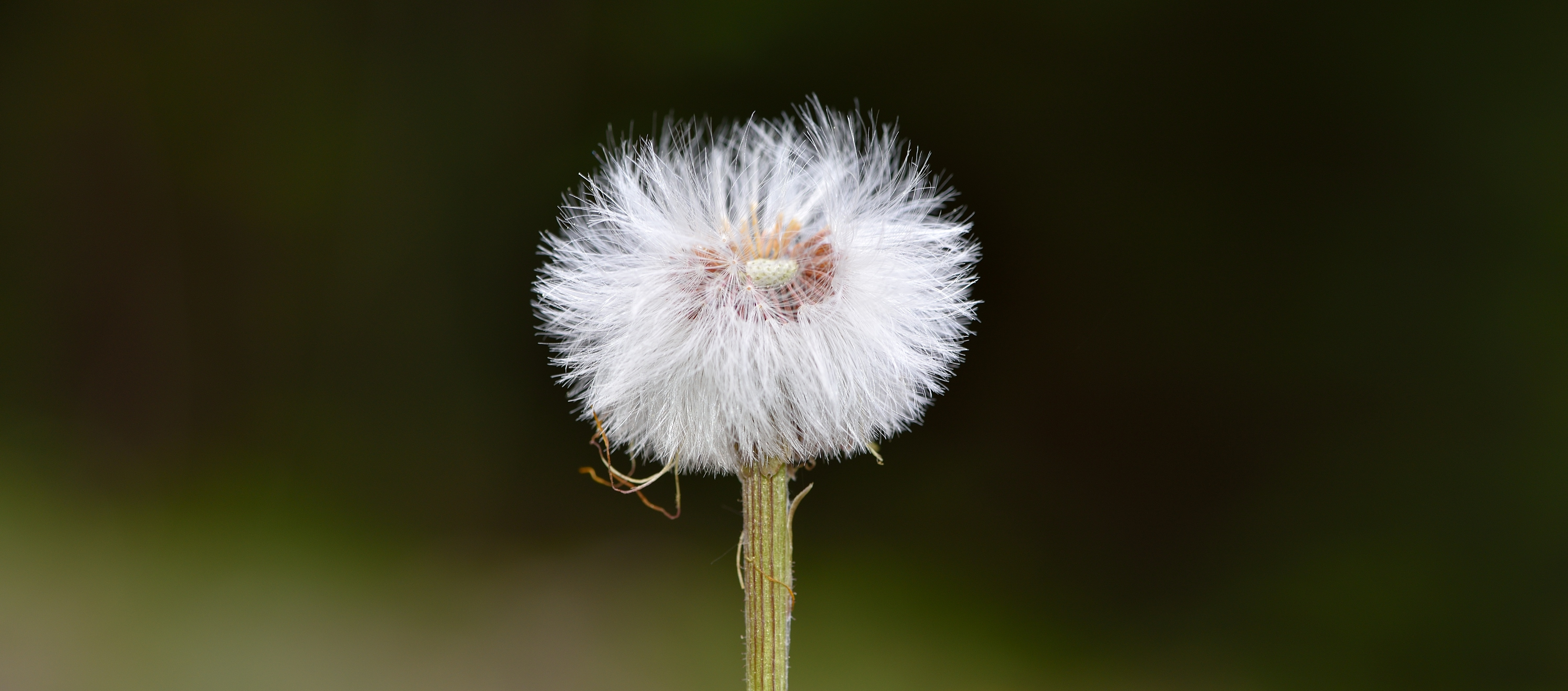 focus photography of dandelion