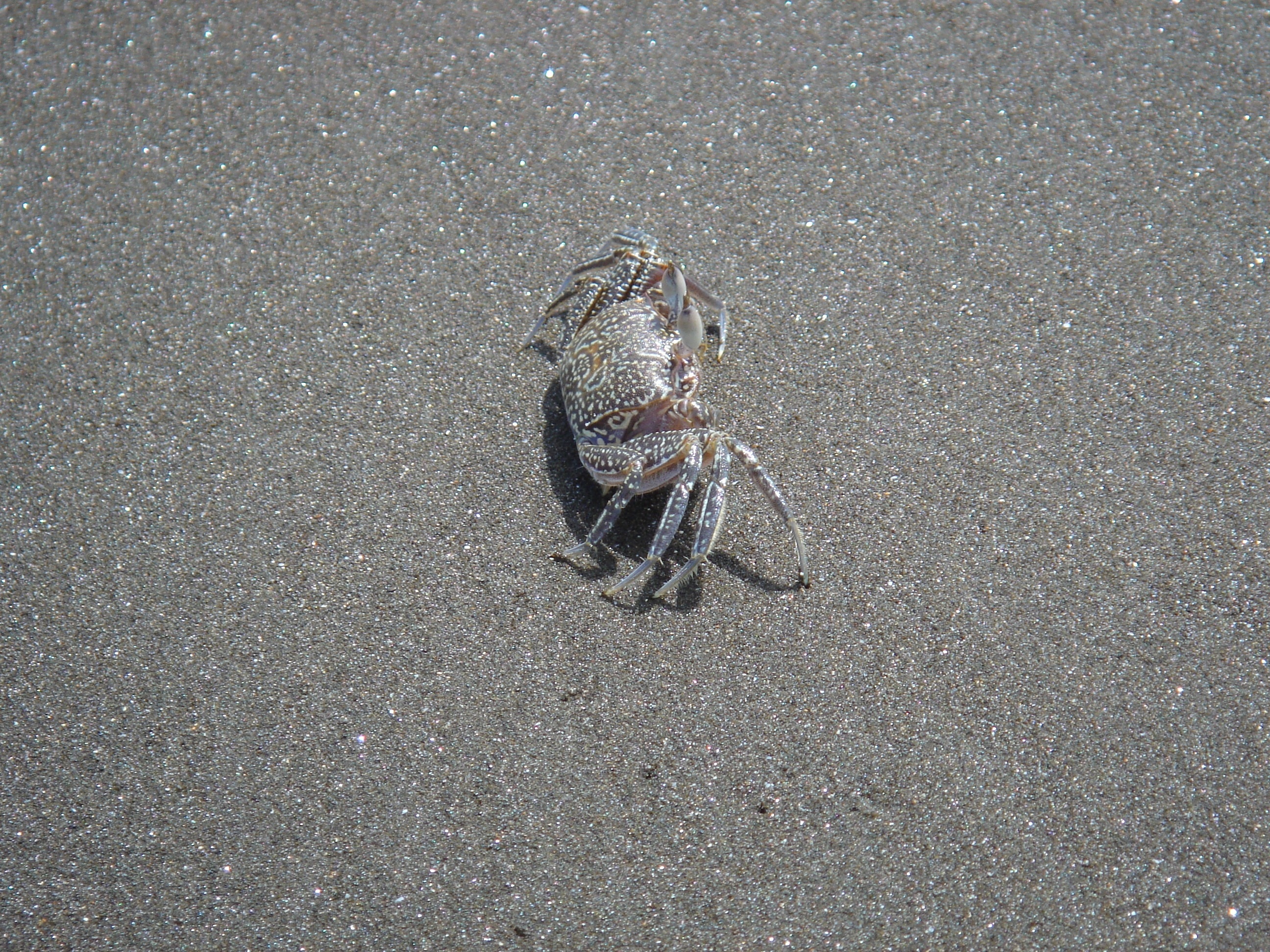 gray crab
