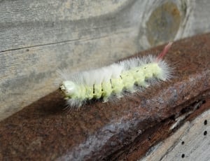 green and white caterpillar thumbnail