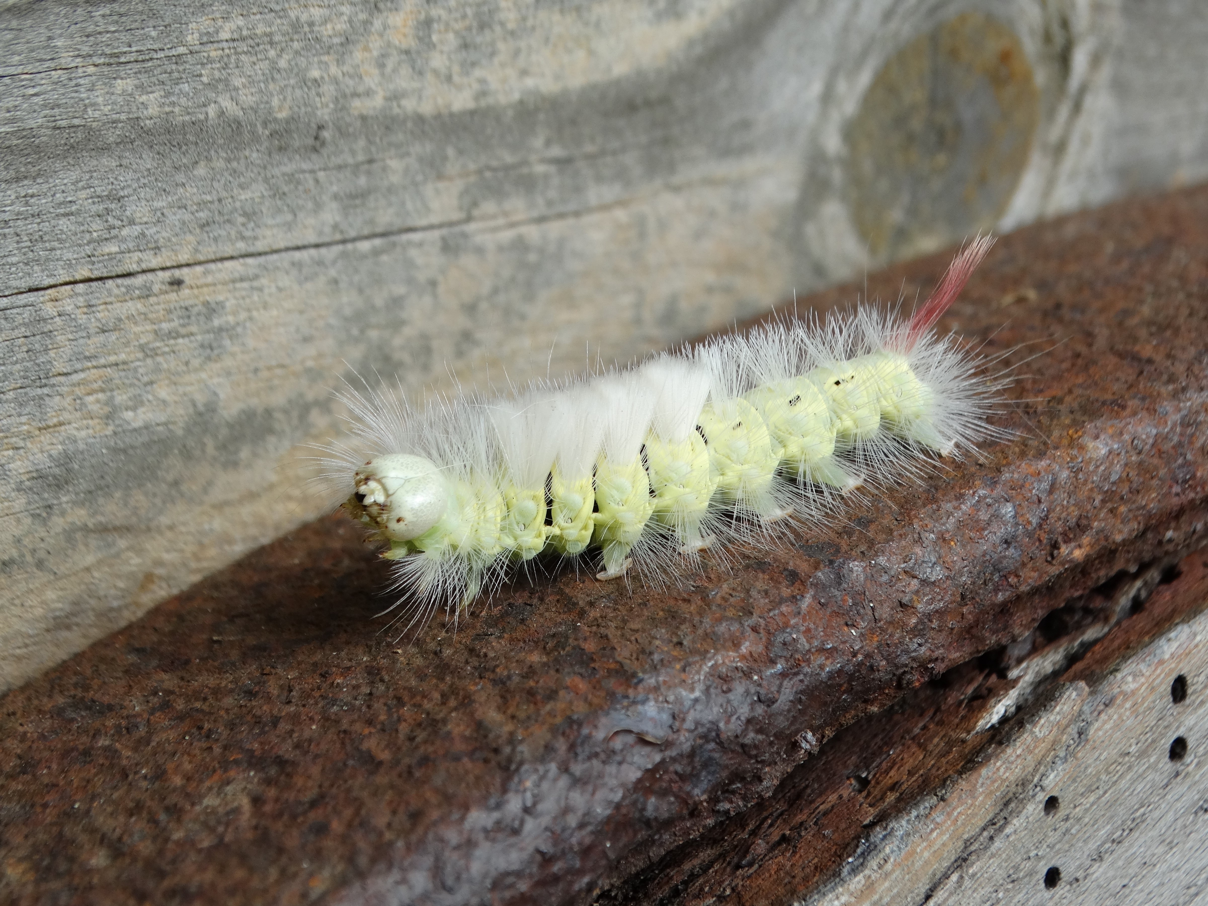green and white caterpillar