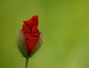 Macro shot of red flower thumbnail