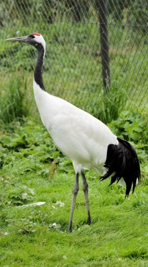 white and black grey beak bird standing on green grass field thumbnail