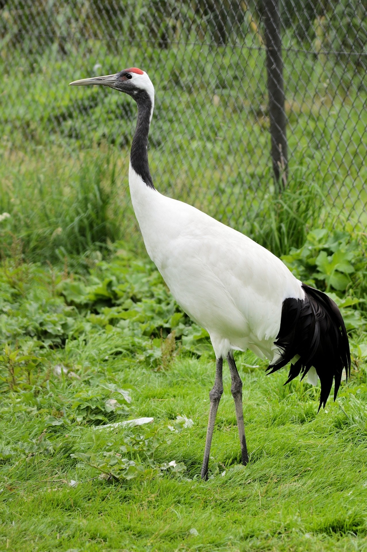 white and black grey beak bird standing on green grass field