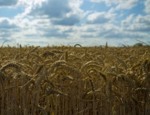 crop field under white clouds and blue sky thumbnail