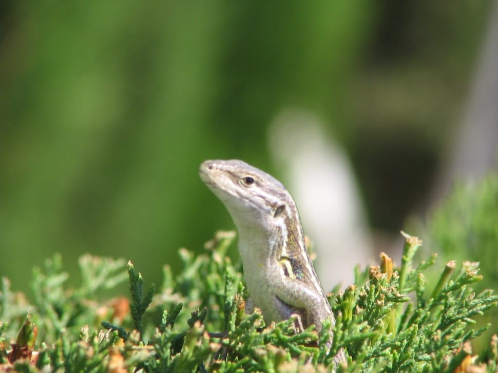 white and brown lizard preview