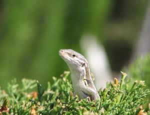 white and brown lizard thumbnail
