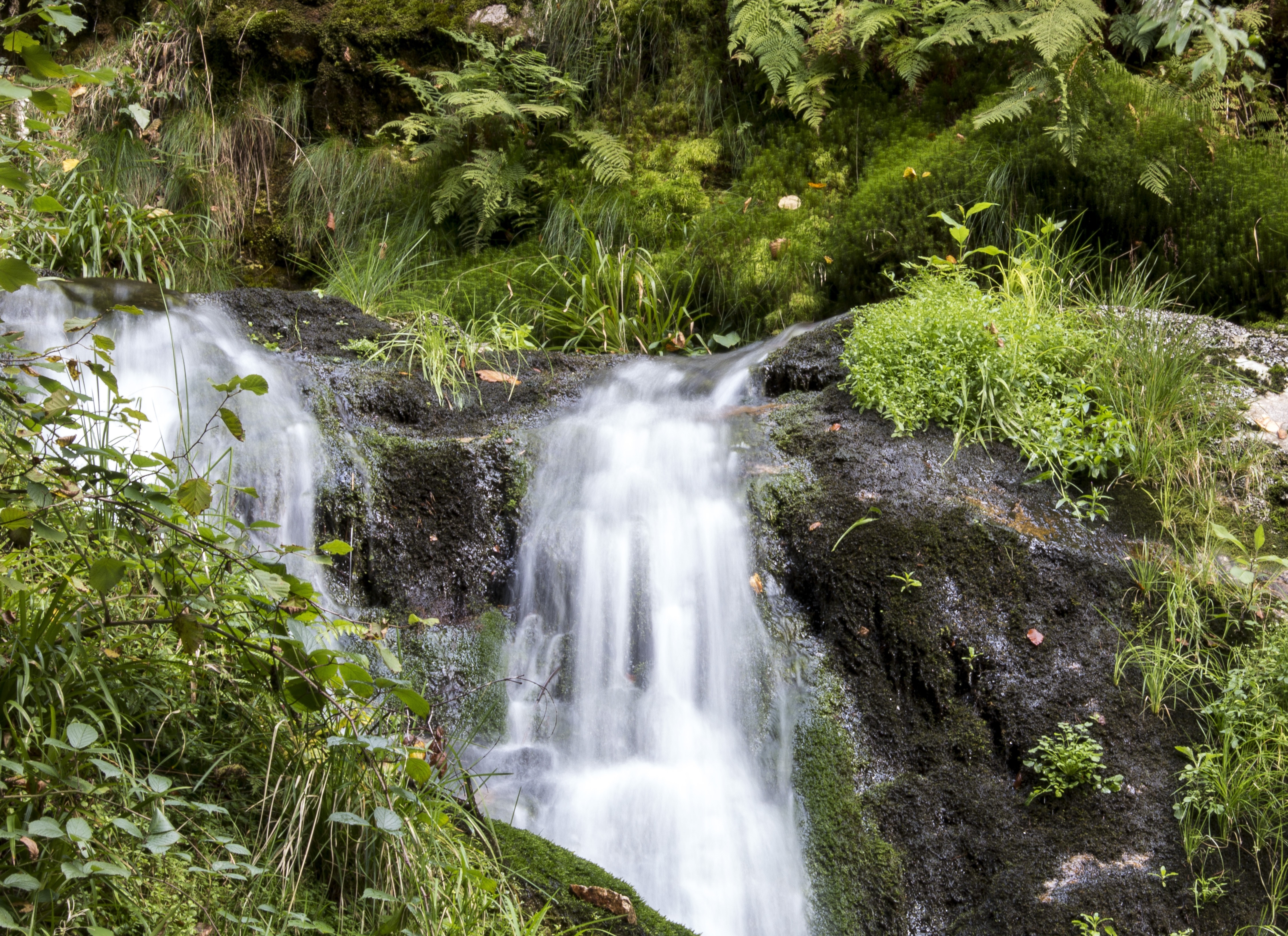 waterfalls surround by green leave trees and plants