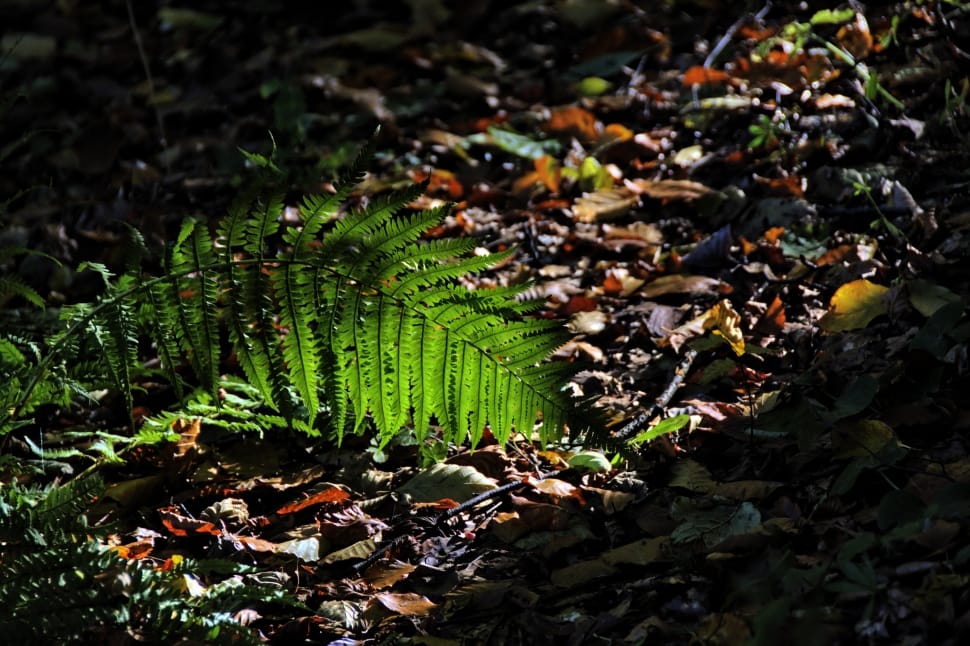 green fern on brown and green fallen leaves preview