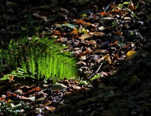 green fern on brown and green fallen leaves thumbnail