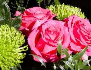 close up photo of roses thumbnail