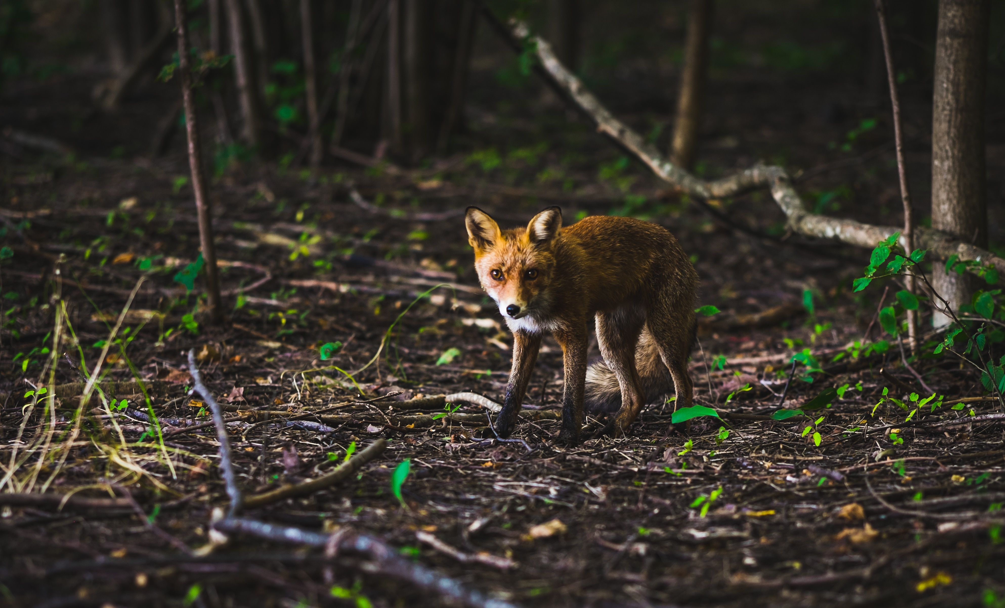 red fox on forest
