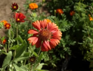 selective focus photography of red daisy flower thumbnail