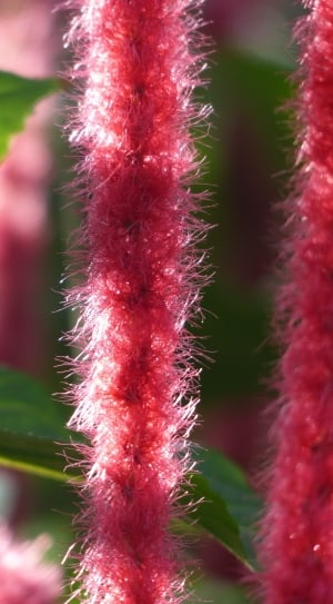 pink lei plant thumbnail