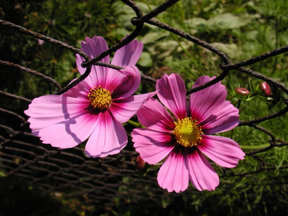 Garden, Macro, Flower, pink color, flower preview