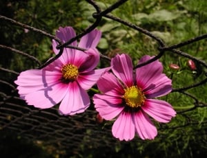 Garden, Macro, Flower, pink color, flower thumbnail