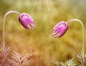 two pink blooming flowers thumbnail
