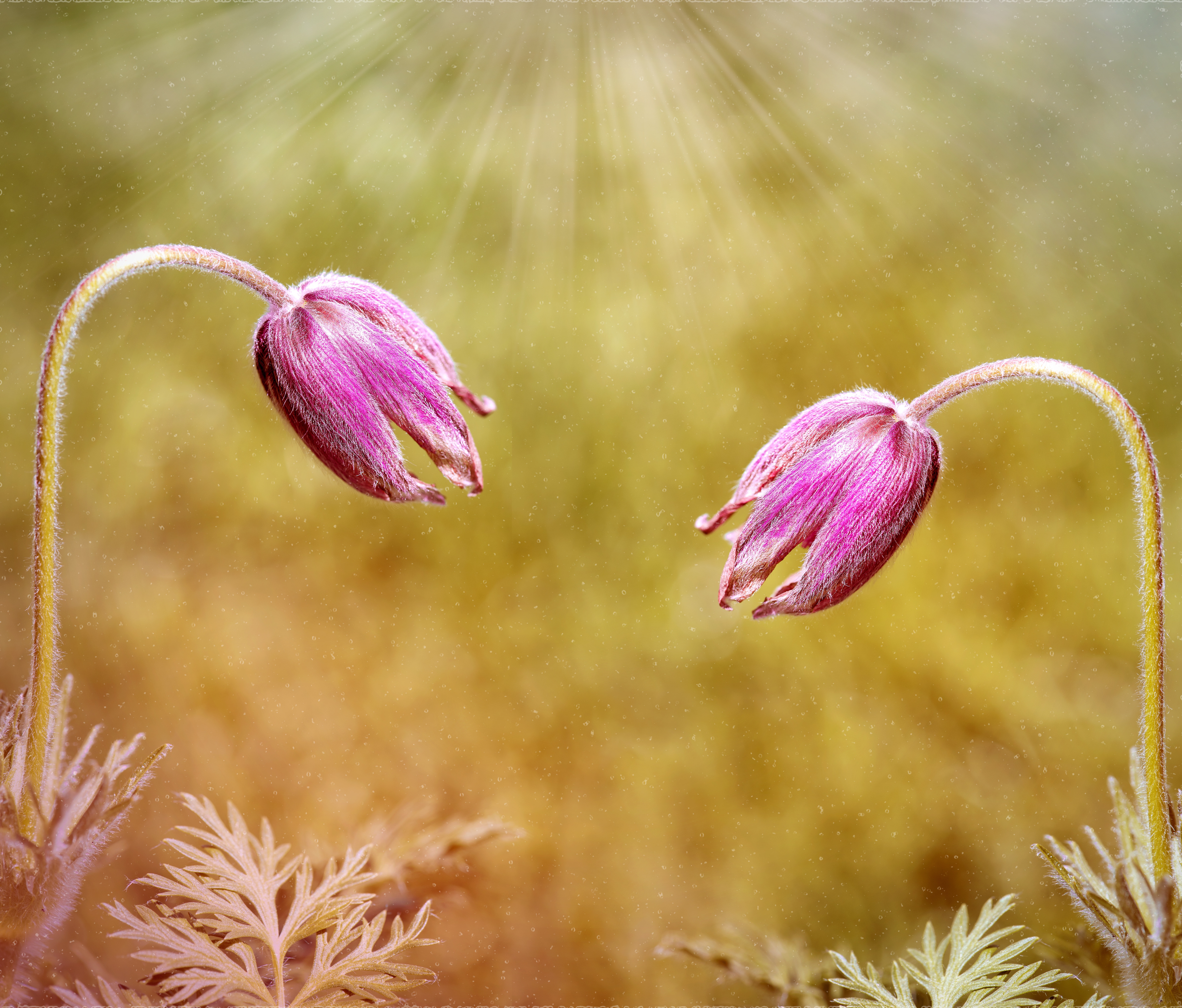 two pink blooming flowers