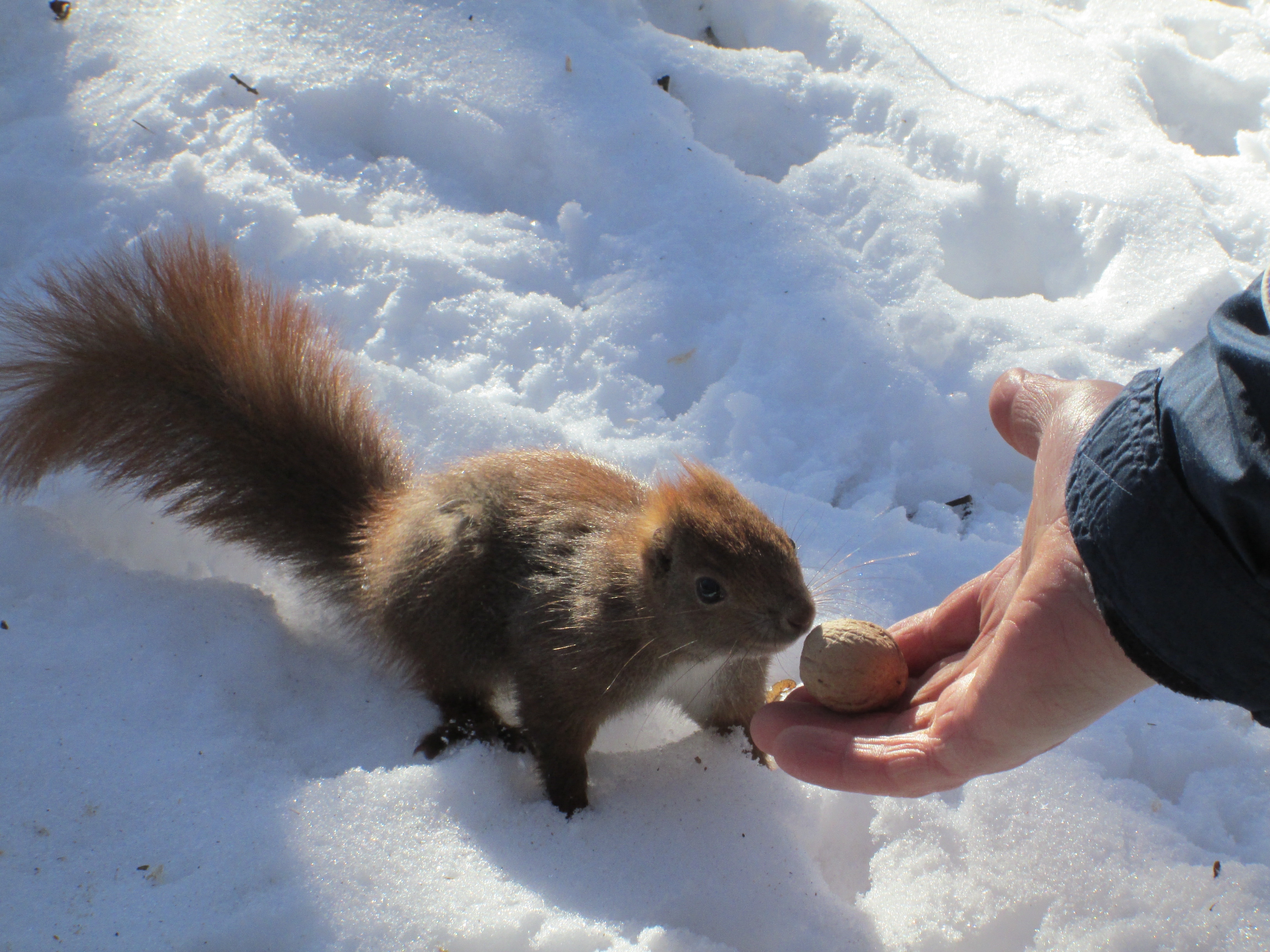 brown squirrel