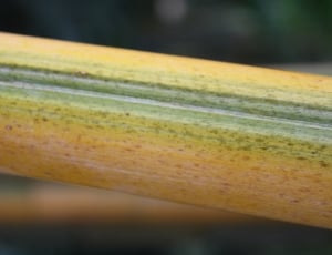 yellow and green flower stem thumbnail