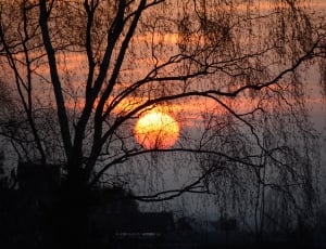 sihouette of tree during sunset photo thumbnail