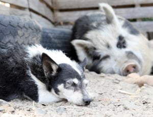 white and black short coat medium size dog and black and white pig thumbnail