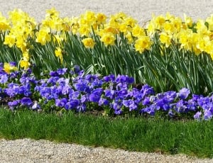purple and yellow flower lot thumbnail