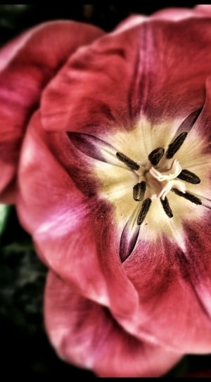 red tulip thumbnail