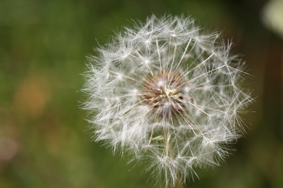Seeds, Dandelion Flower, Dandelion, flower, dandelion preview