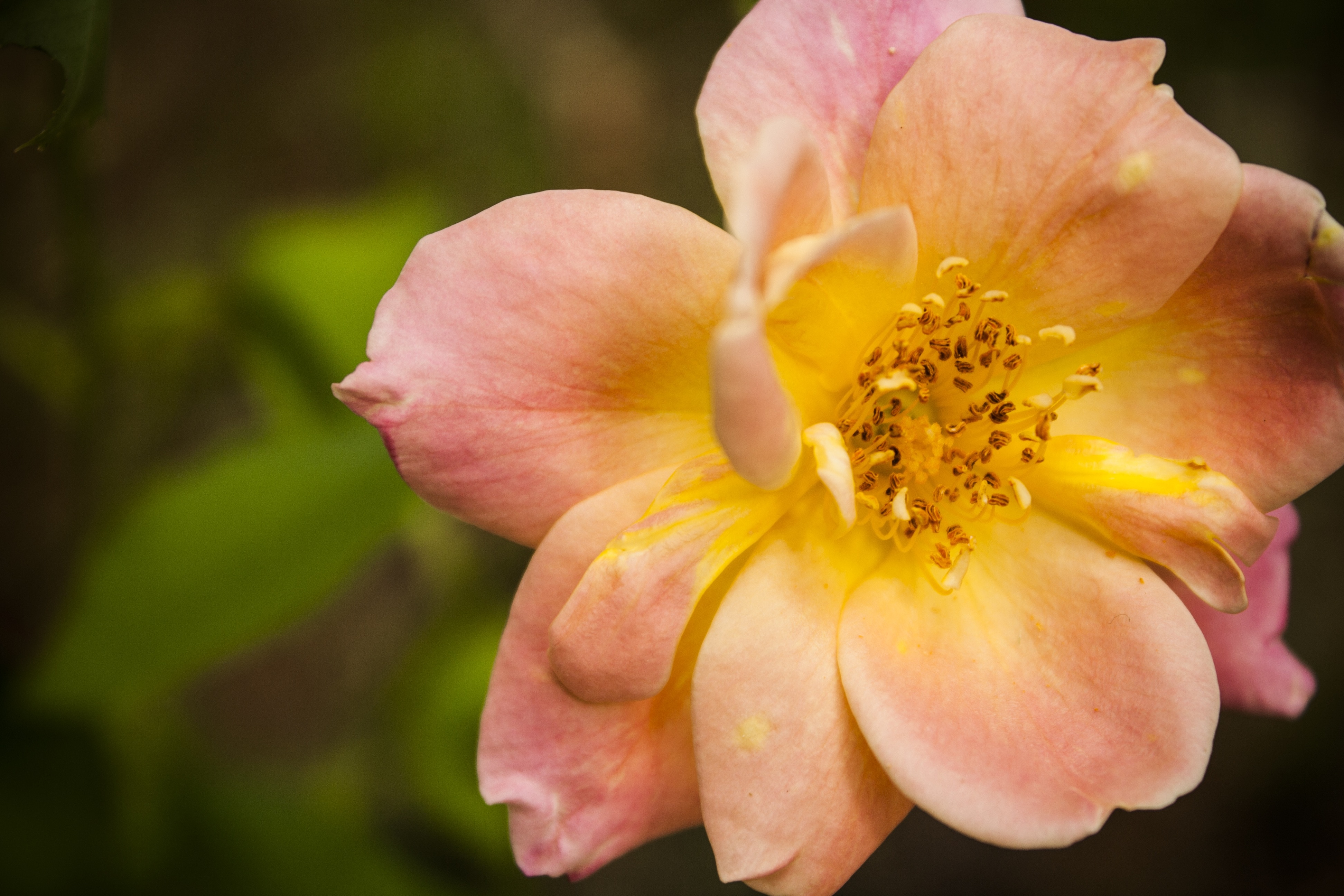 pink and yellow petaled flower