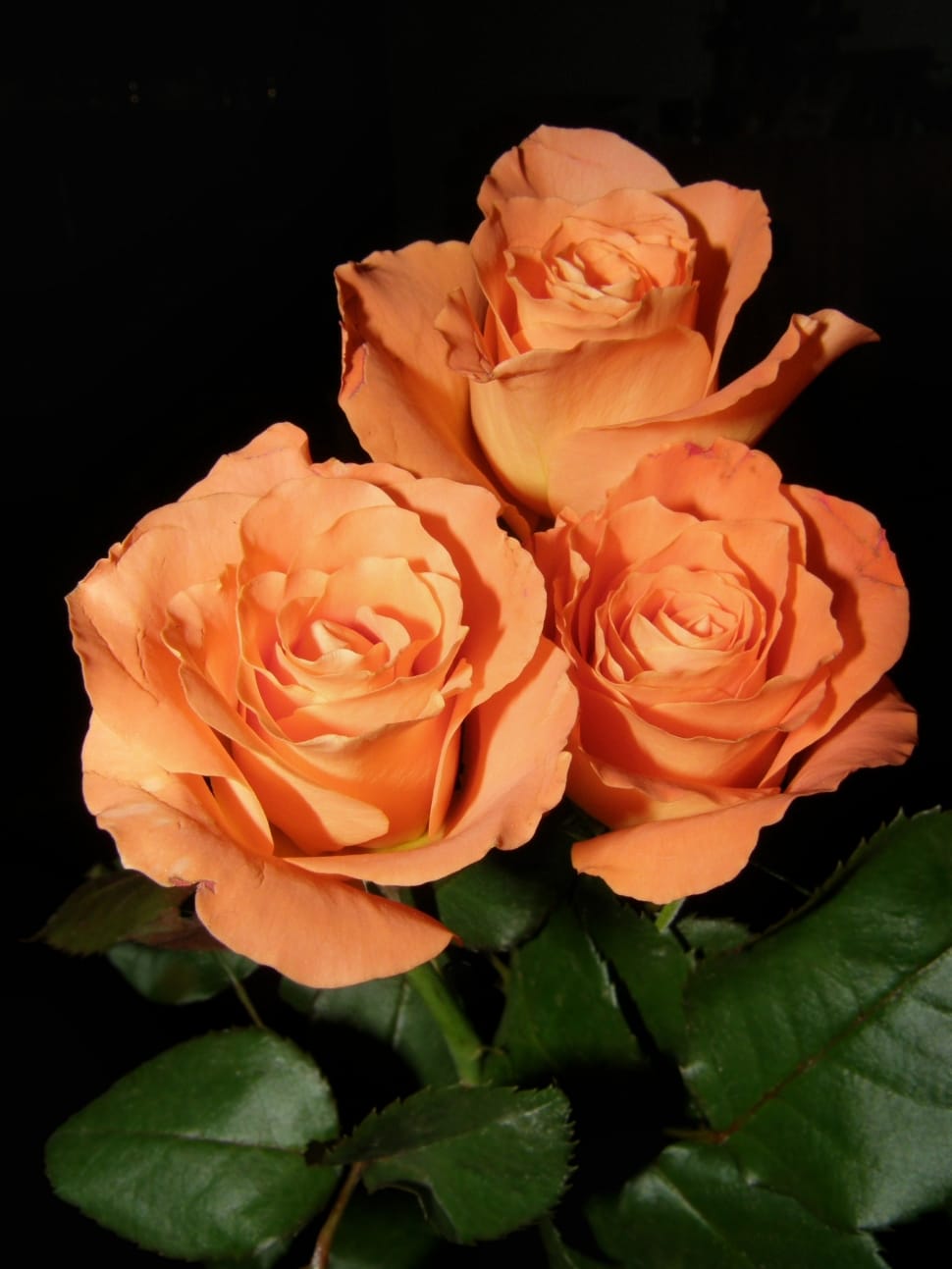 3 orange rose flower preview