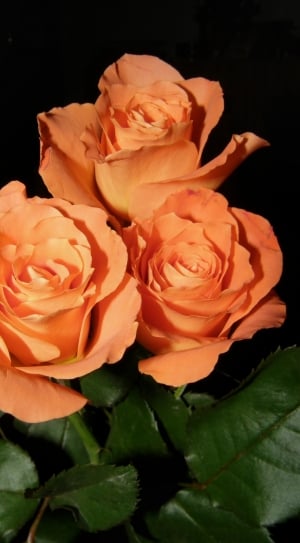 3 orange rose flower thumbnail