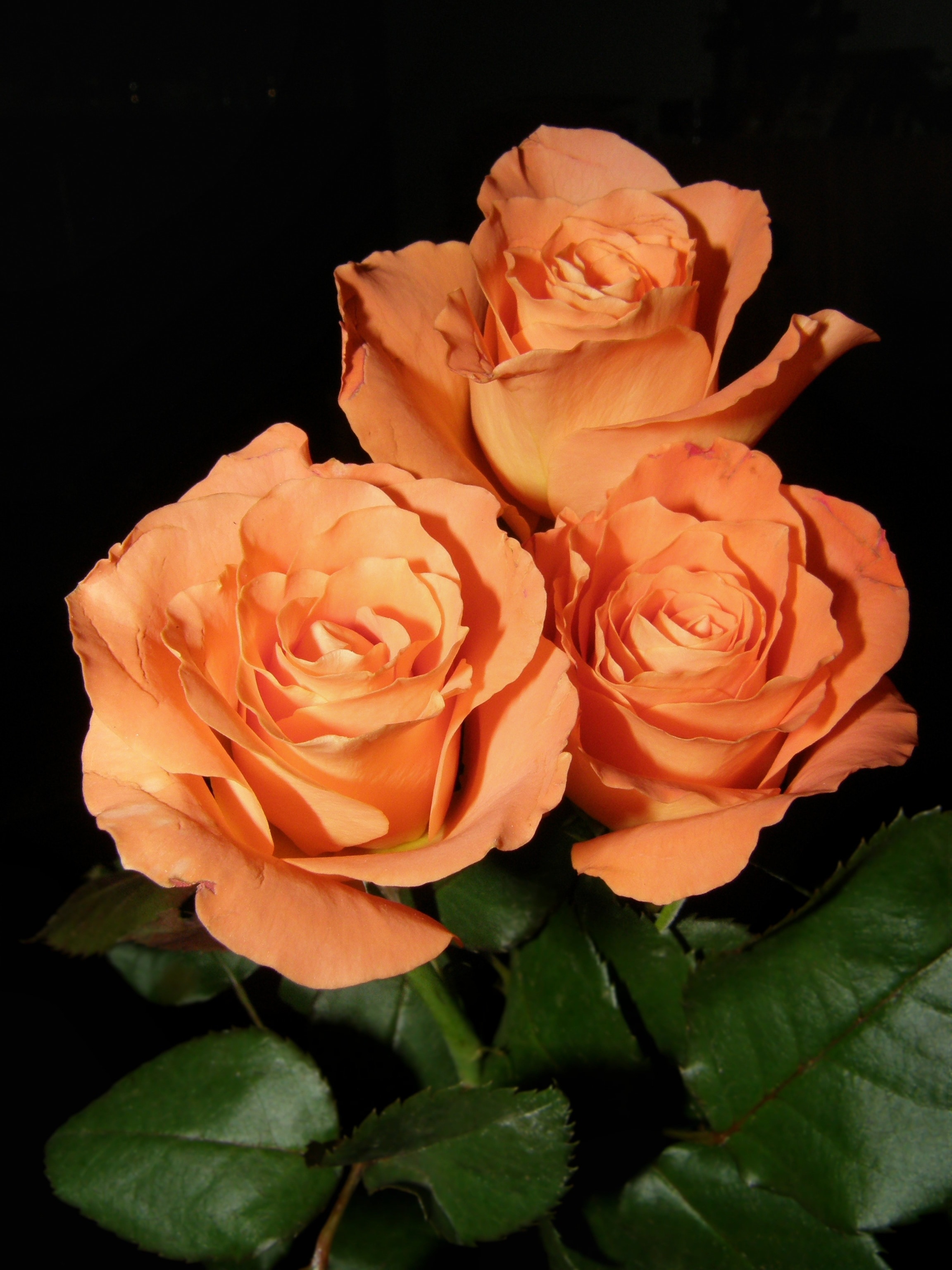 3 orange rose flower