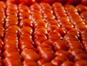 red tomato lot thumbnail