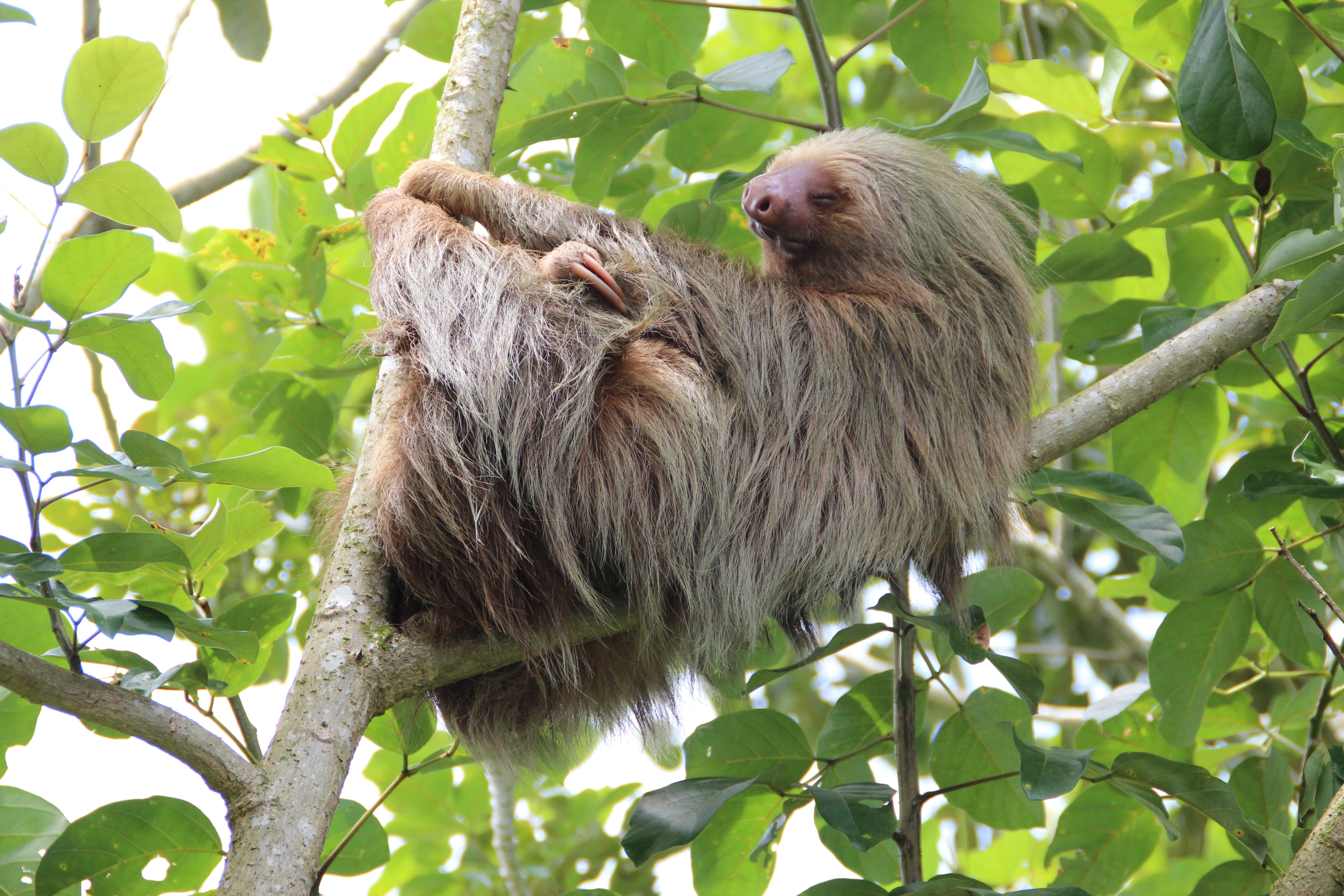 brown sloth