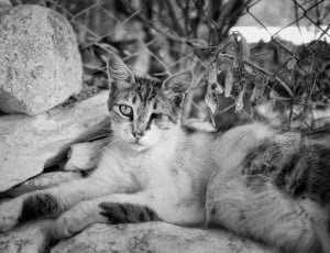 gray scale photo of cat laying down thumbnail
