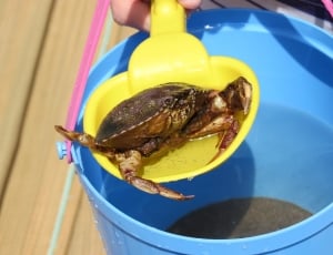 brown crabs thumbnail