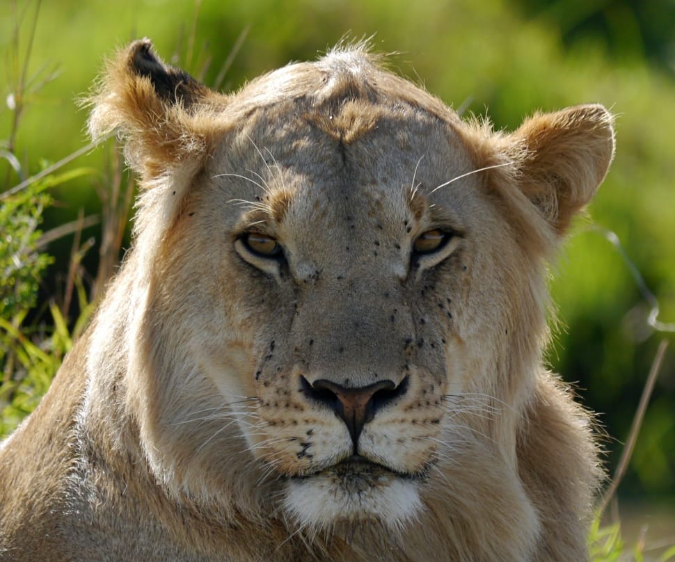 closeup photo of white lion preview