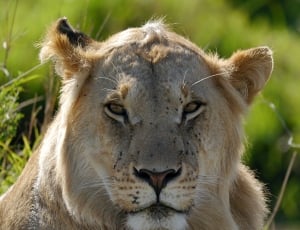 closeup photo of white lion thumbnail