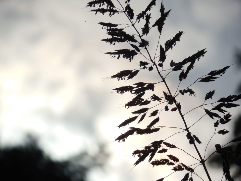 Silhouette, Summer, Nature, Plant, Grass, tree, leaf preview