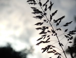 Silhouette, Summer, Nature, Plant, Grass, tree, leaf thumbnail