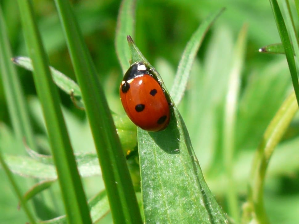 Ladybug, Points, Beetle, Red, ladybug, one animal preview