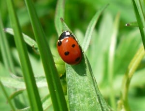 Ladybug, Points, Beetle, Red, ladybug, one animal thumbnail