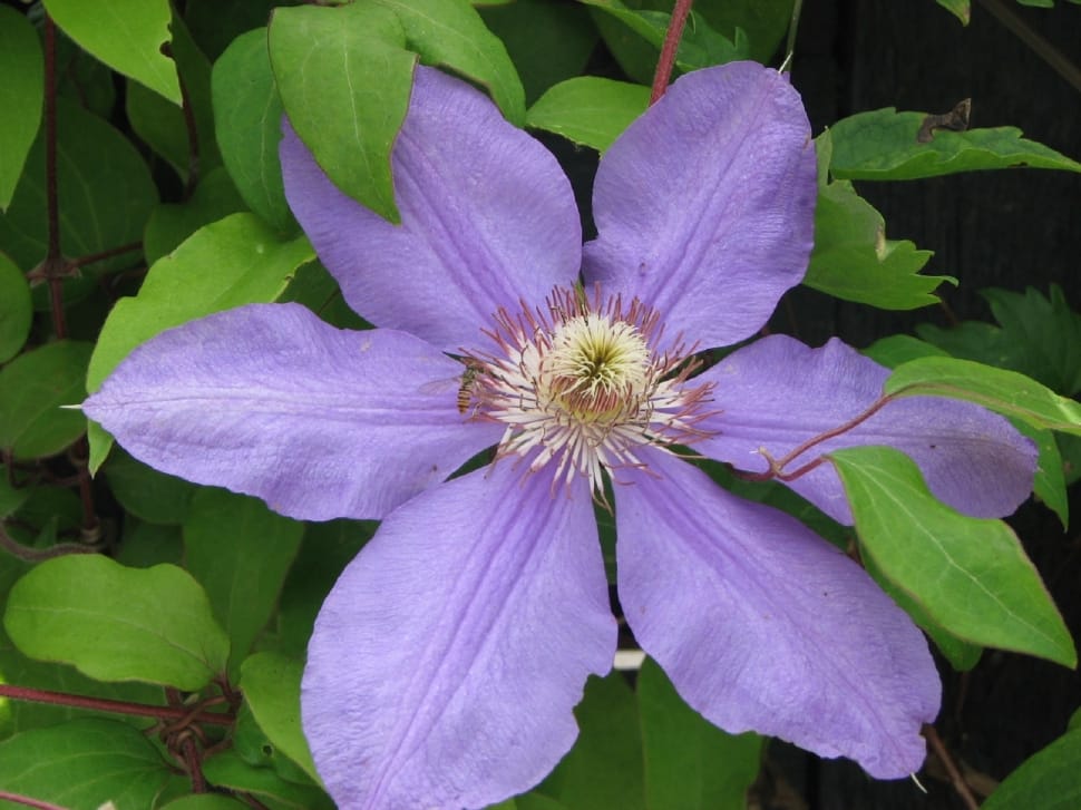 close up of purple petal flower plant preview